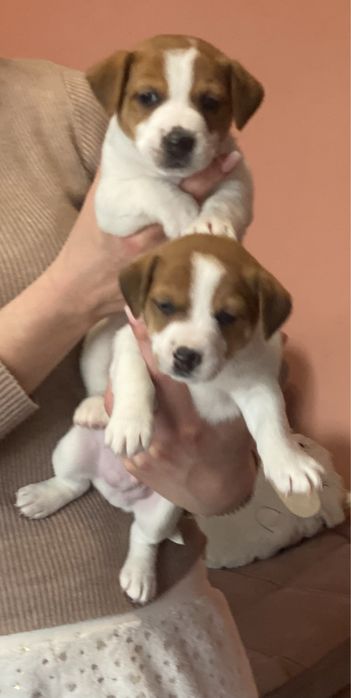 Джек Рассел