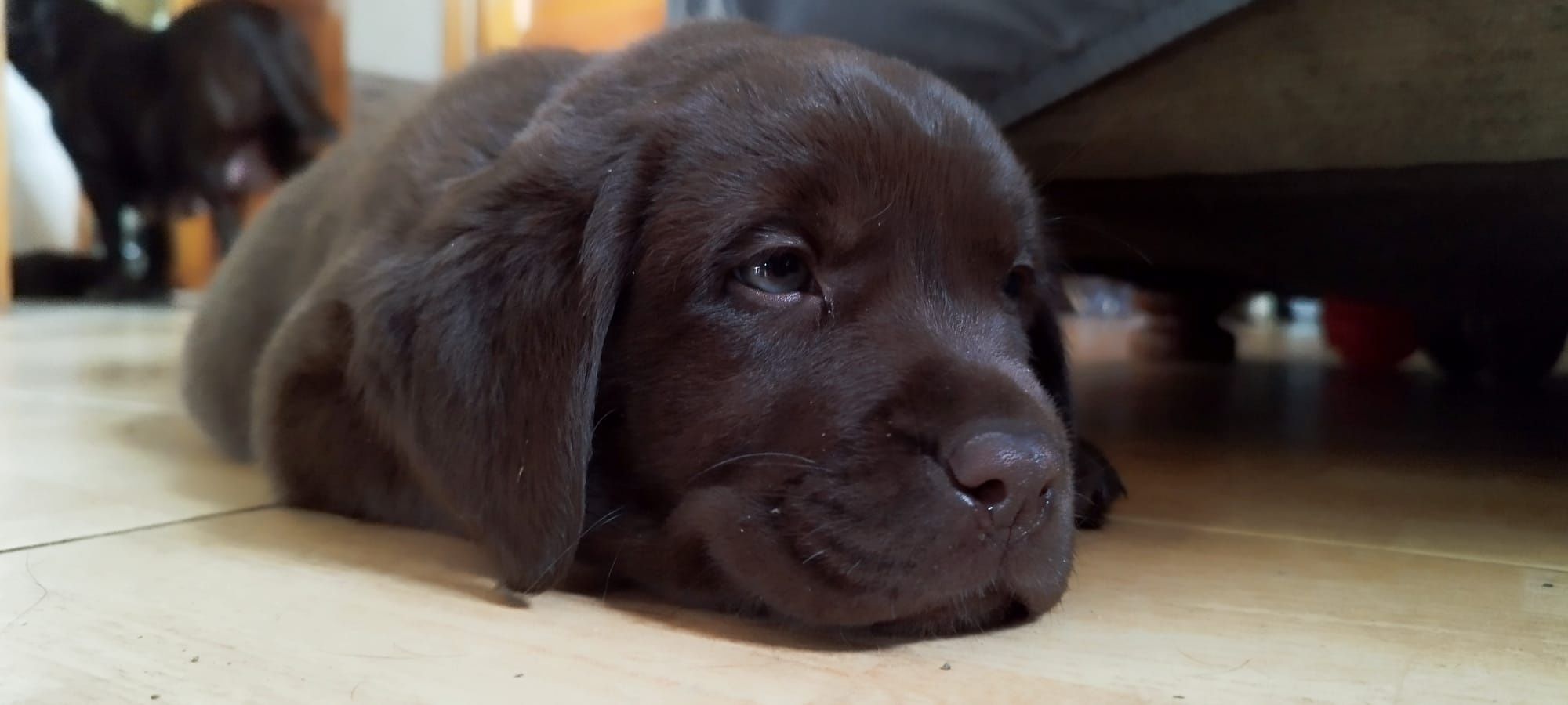 Labrador Retriever szczeniaki FCI ZkwP o/Wrocław