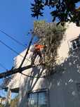 Poda e corte de arvores - TREE SERVICES