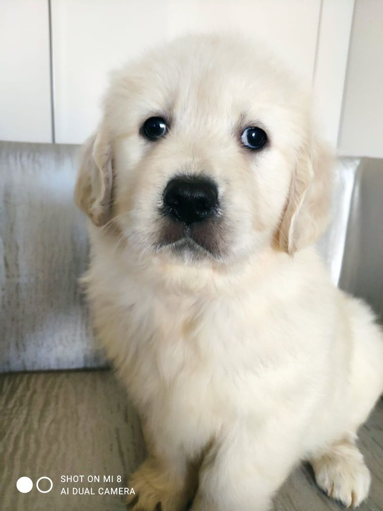 Golden retriever com lop, afixo e de linhagens de multicampeões