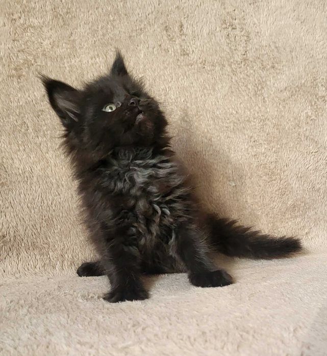 Czarna kotka MCO z rodowodem FPL