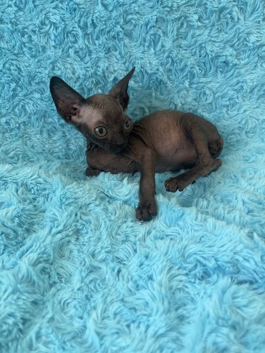 Канадский сфінкс хлопчик