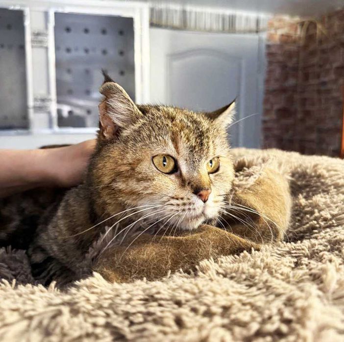 Гарненька Лія дуже чекає на СВОЮ ЛЮДИНУ! Кішка (стериліз) 3 рочки