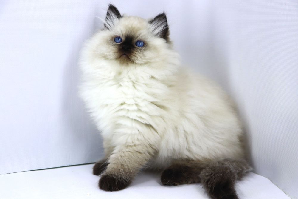 Чарівний котик породи РЕГДОЛ . Ласкавий. грайливий