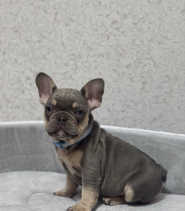 Цуценята з якими не соромно!Доставка по Україні та за кордон