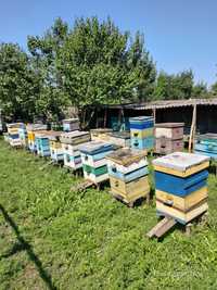 Продам пчелы (пчелосемьи) с уликами или по отдельности