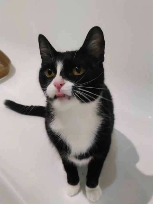 Киця з бурштиновими очима у добрі руки