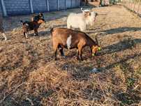 Vendo ou troco cabras/cabritos anãs. Têm 5 meses.