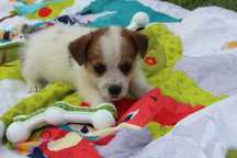 Lester szczeniak Jack Russell Terrier pochodzenie ZKWP FCI