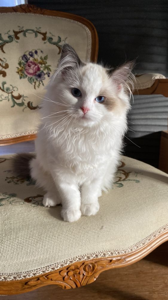 Kotka ragdoll do odbioru od zaraz rodowód FPL