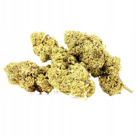 50G Susz CBD Lemon Haze Indoor 0,20% HURT Producent FV Susz konopny