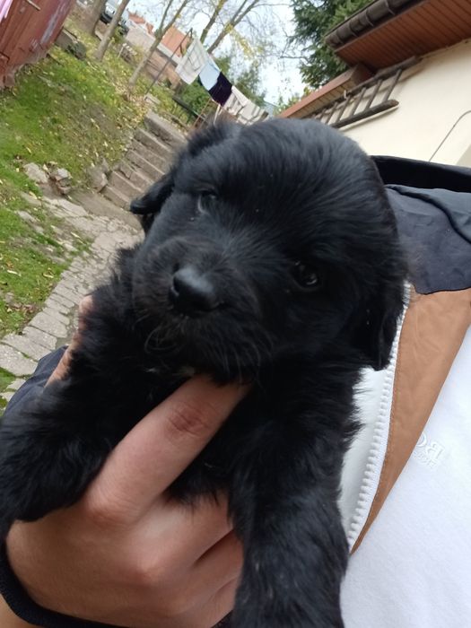 York mix maltańczyk chłopczyk