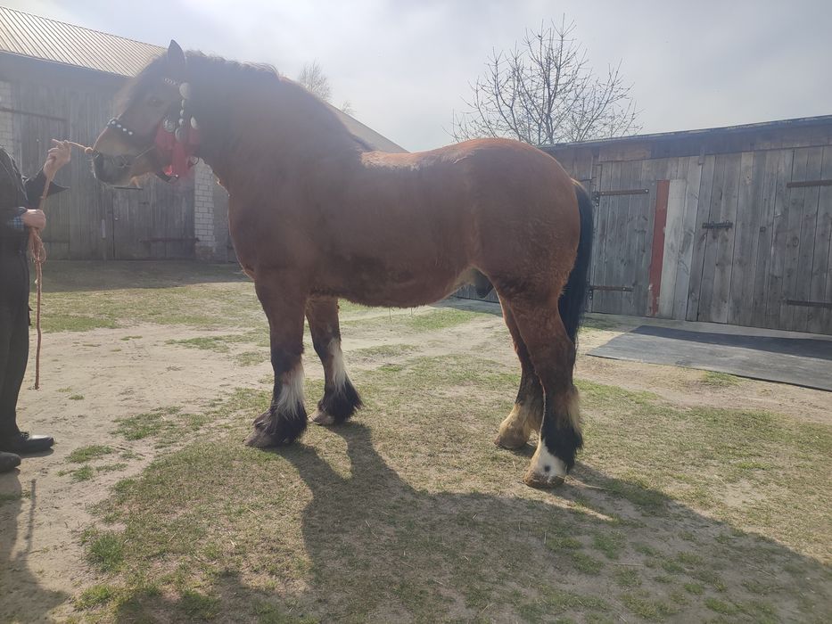 Sprzedam konia zimnokrwistego