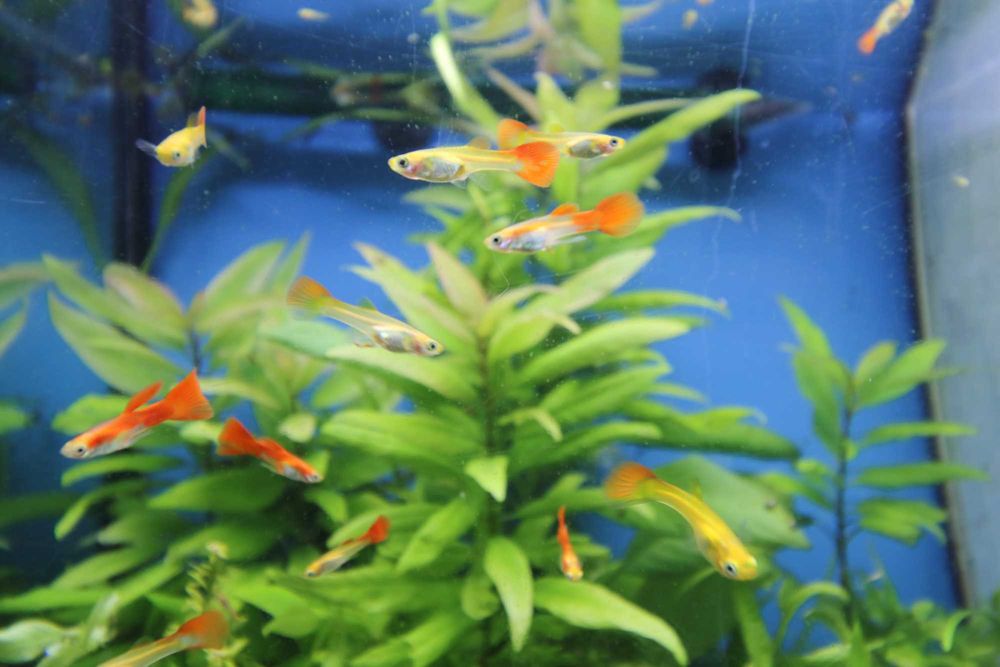 Guppies Red Blonde