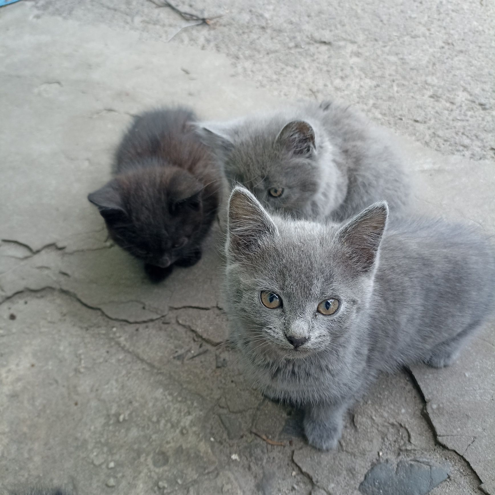 Віддам  грайливих кошенят