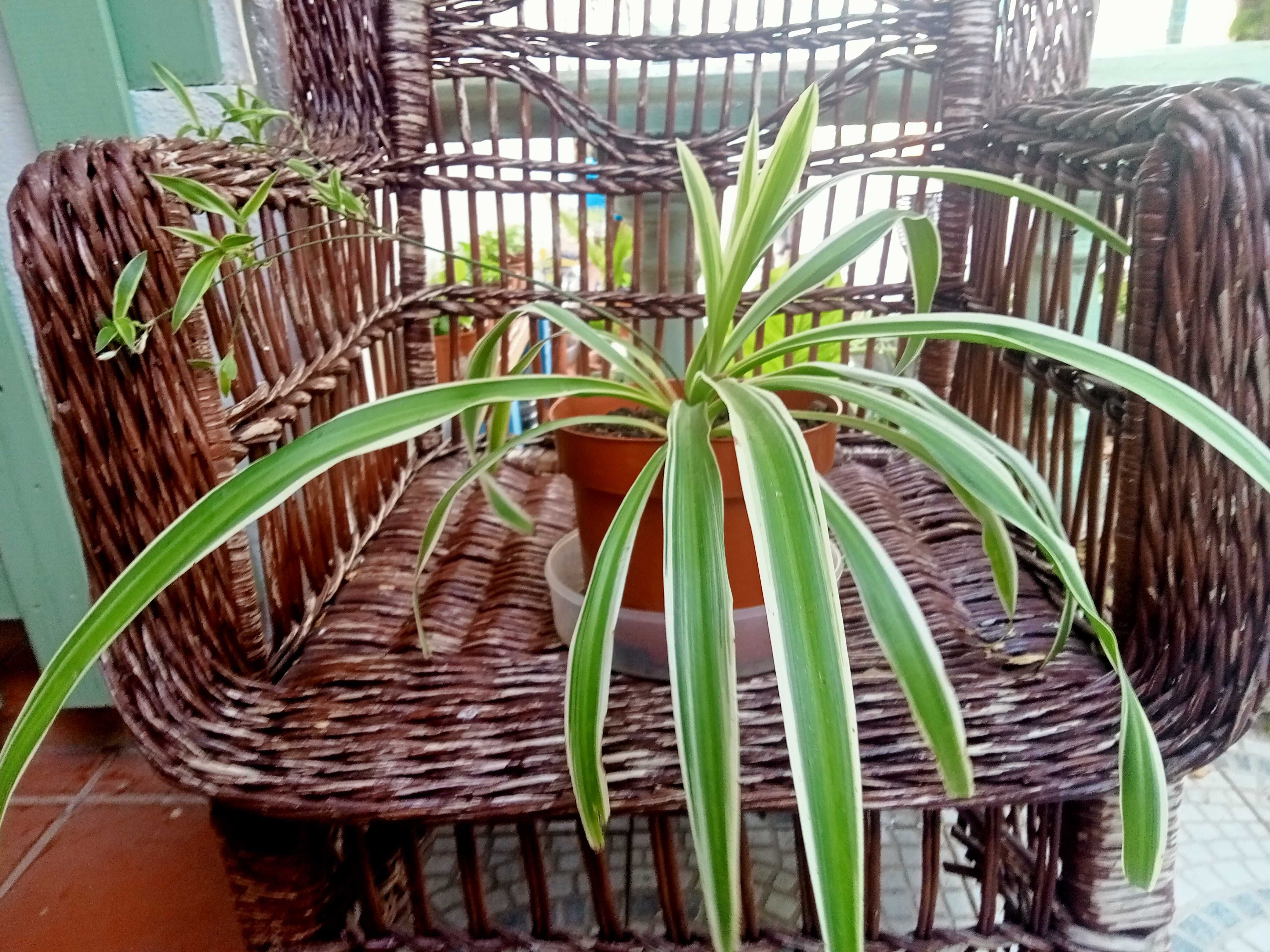 Clorofito - Clorophytum comosum