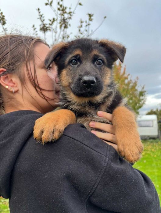 Szczeniak Owczarek Niemiecki Krótkowłosy Piesek FCI