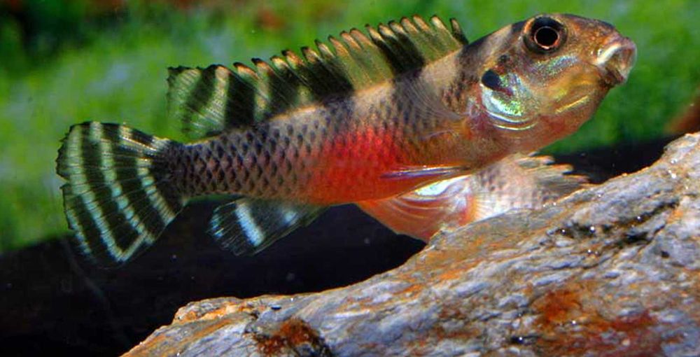 Barwniak transvestitus - Nanochromis transvestitus - dowóz, wysyłka