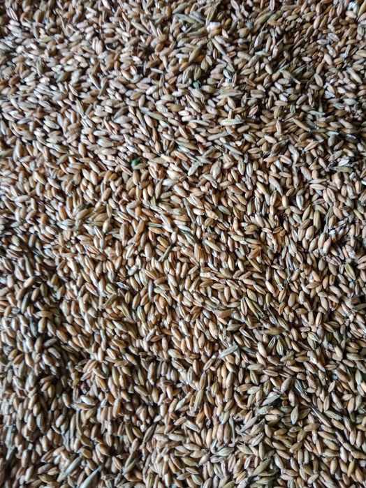 pszenżyto jare tone