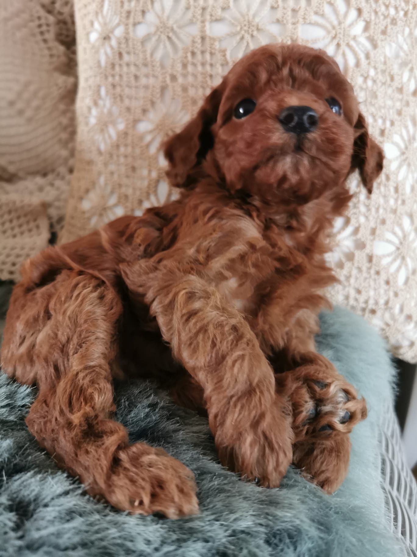 Pudel toy red brown