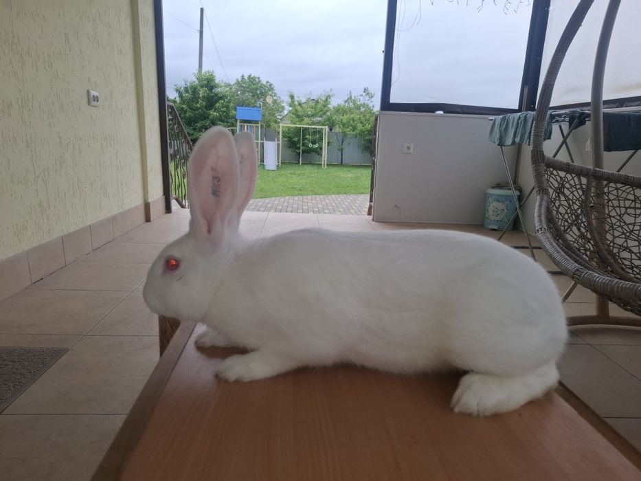 Термондська біла,термон (чеська селекція)