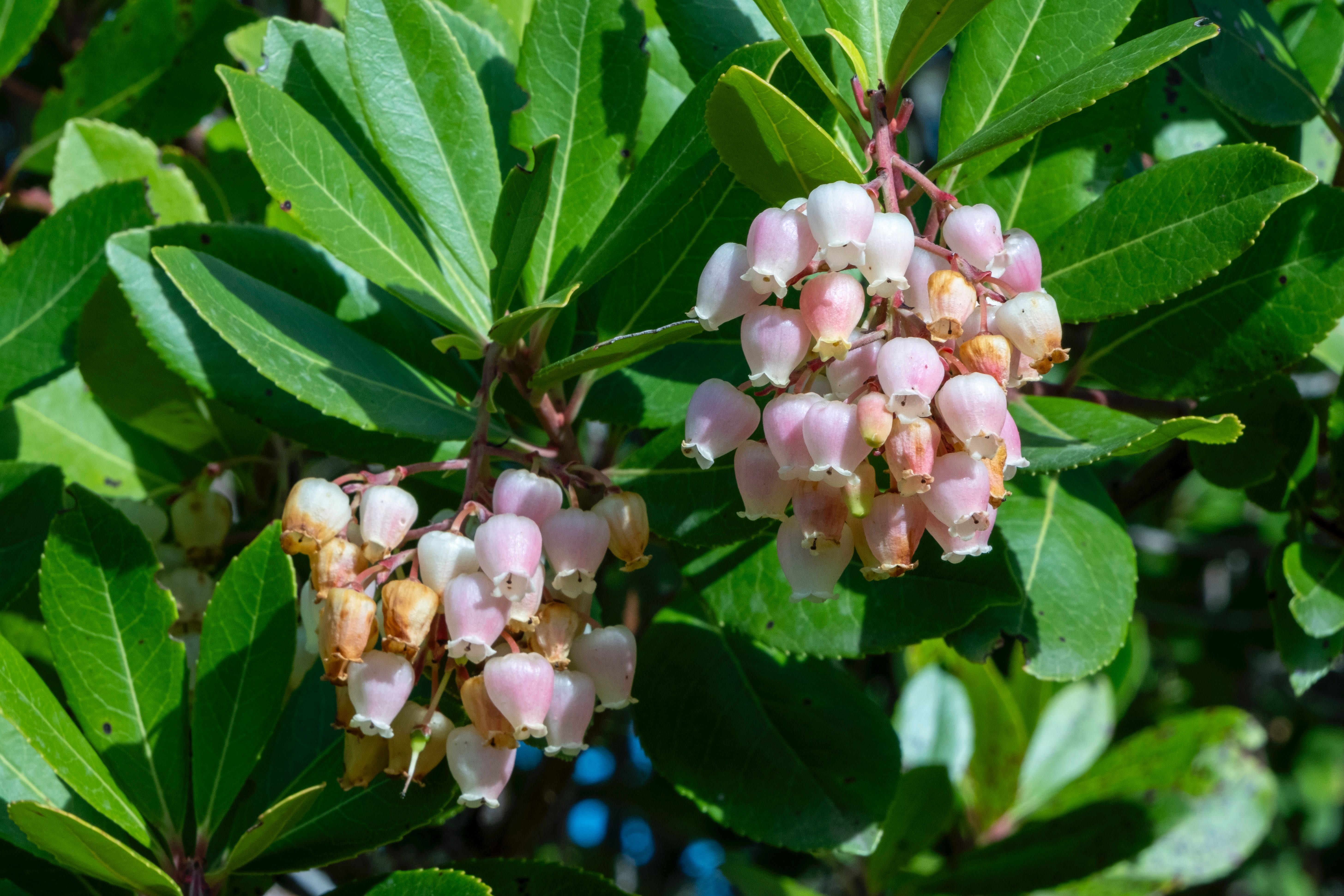 Herdade Alentejo Sabóia Odemira