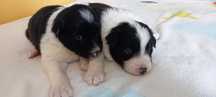 Piesek szczeniak Border Collie czarno biały