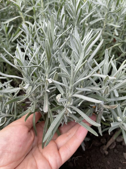 Лаванда саджанці