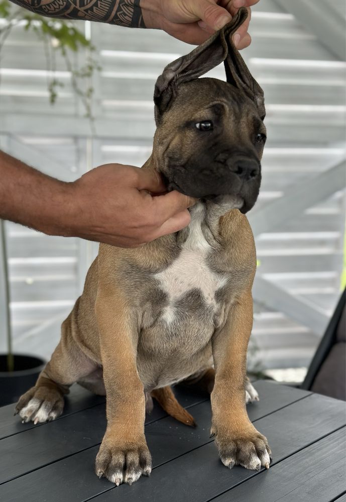 Szczeniaki Cane Corso Italiano FCI