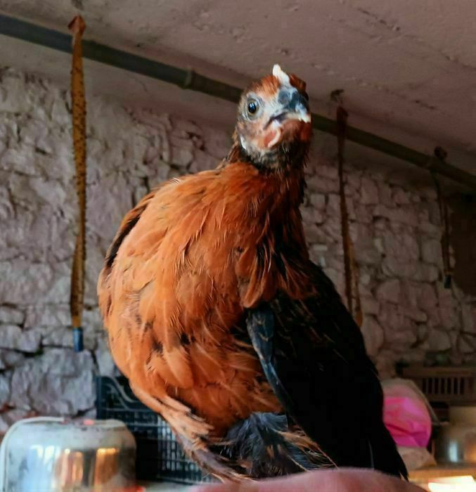 Kura kury Rosy naturalne ekologiczne kury pisklaki kury Rosy araukany