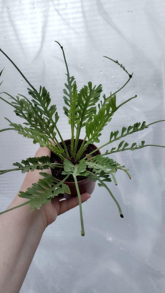 Папороть аспленіум Asplenium kenzoi