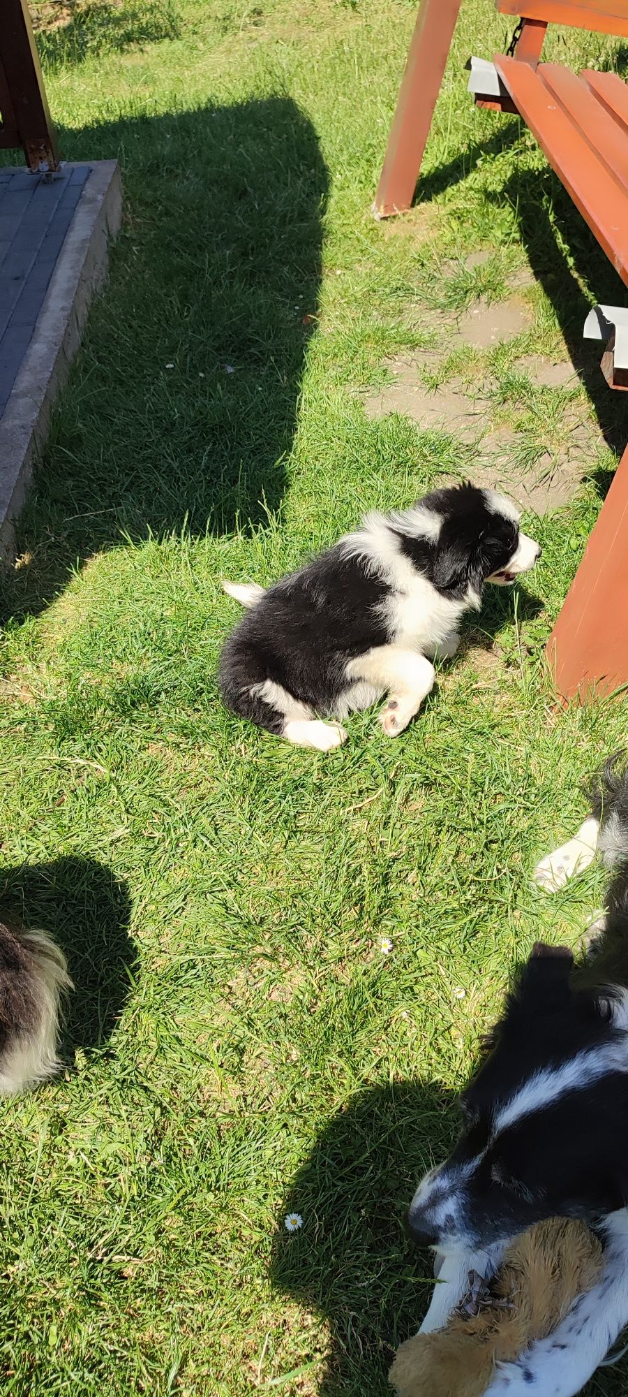 Border Collie szczeniak z rodowodem