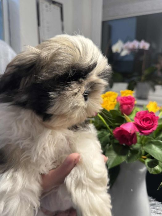 Shih Tzu ZkwP FCI szczeniaczek