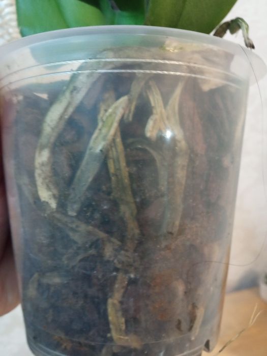 Орхідея (реанімашки)