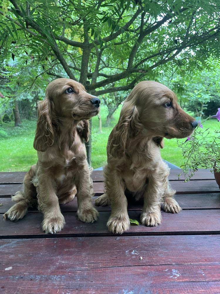 Szczeniak cocker spaniel