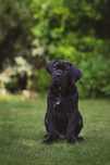 Cane Corso piesek z elitarnego Skojarzenia Multichampionów FCI