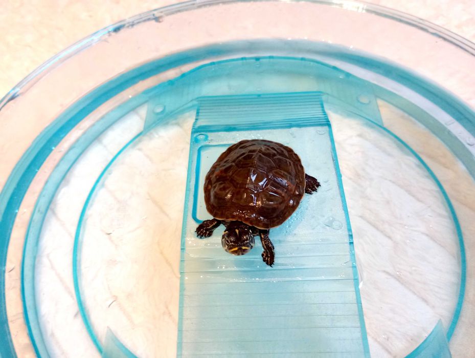 Sprzedam Żółwia Wodno Lądowy Hieroglifowy+ Basen + Karma