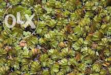 Plantas lindas flutuantes e oxigenadoras e pantanosas