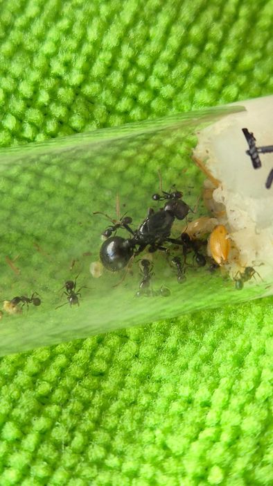 Messor Barbarus - Rainha com colónia