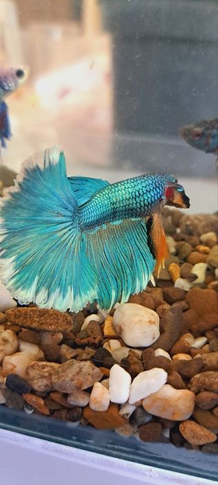 Повний акваріумний набір з рибкою Betta Півник - Супердельта