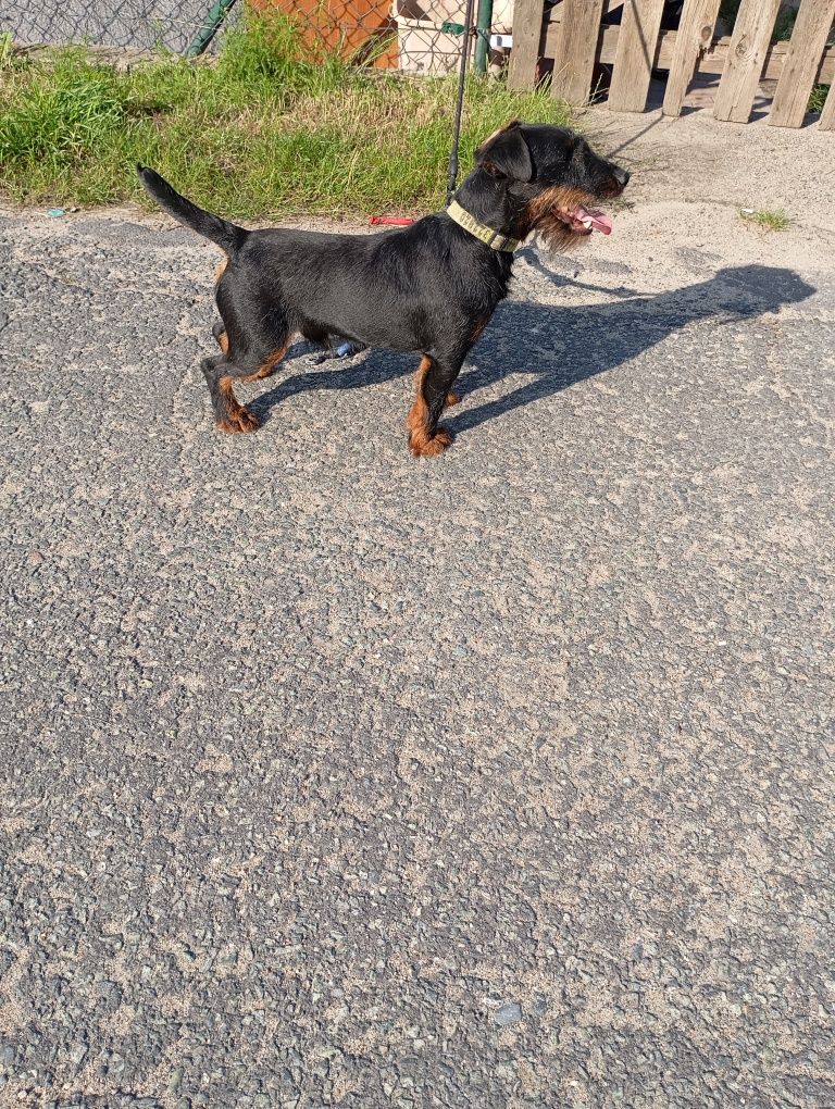 Niemiecki terier myśliwski jagdterier