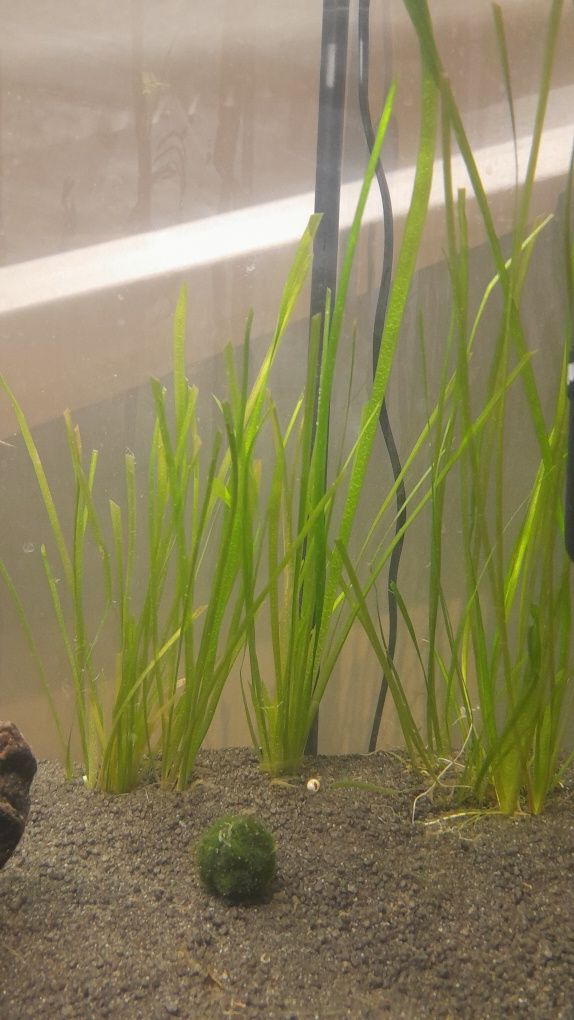 Vallisneria planta aquatica