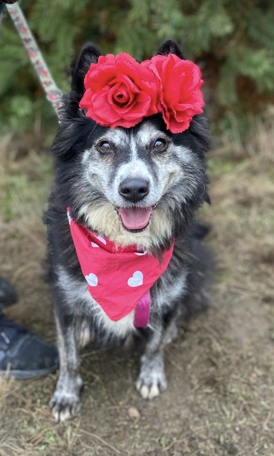 Havana w typie husky, już 7 miesięcy w schronisku. Adoptuj!