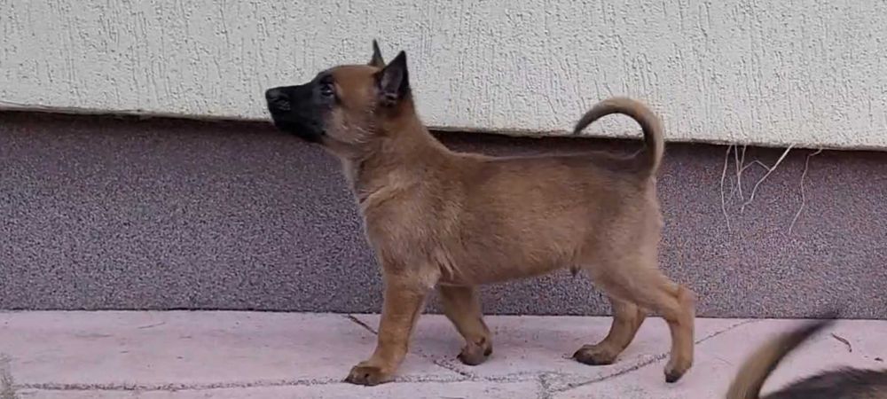 Owczarek Belgijski Malinois szczeniak piesek