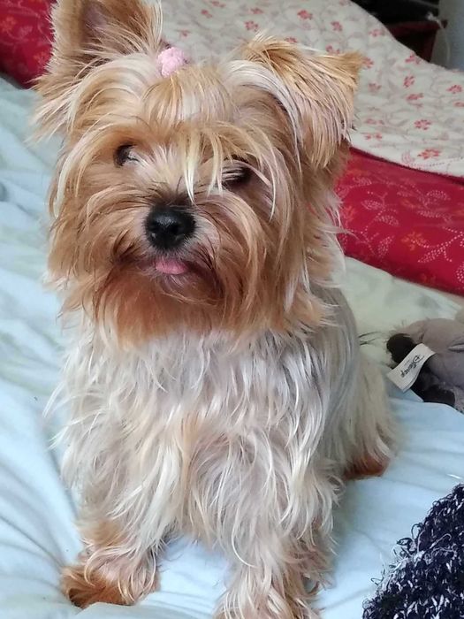 Yorkshire terrier SUCZKA mała Rodowód Chip DO REZERWACJI