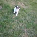 Jack Russell Terrier suczka