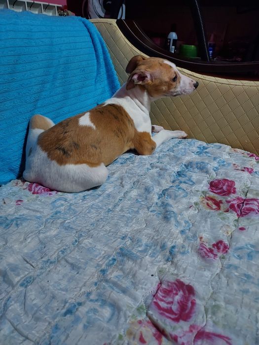 Chart Angielski Whippet  piesek