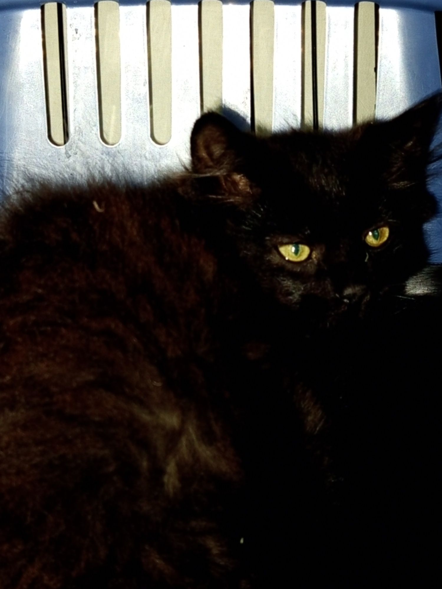 Kociak Kovu poleca się do adopcji