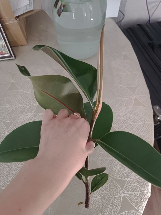 Саджанці фікуса робусти або еластіка