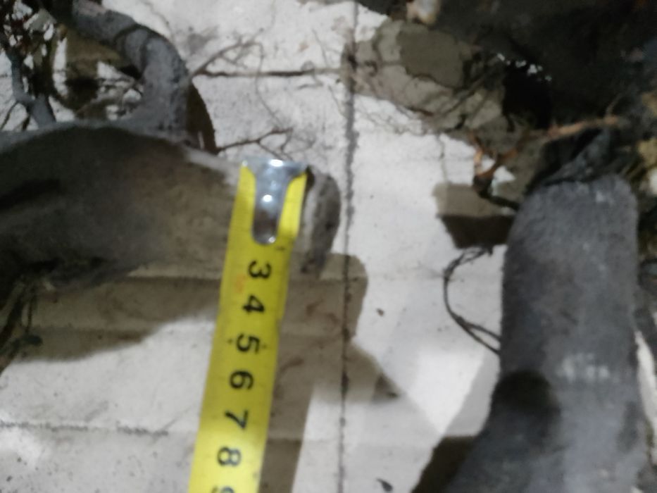 Павловния.Павловнія дворічна. Саджанці сортів Шан Тонг,Пао ТонгZ-0